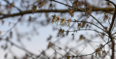 branches of a tree in winter
