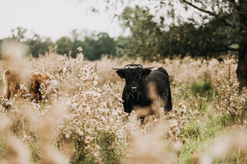 Fototapeta na wymiar Schottisches Hochlandrind, Highland Cattle, Welsh Black, Hereford