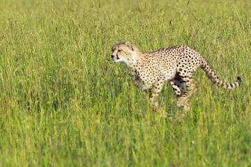 Fototapeta na wymiar Cheetah stalking through high grasslands of Masai Mara near Little Governor's camp in Kenya, Africa
