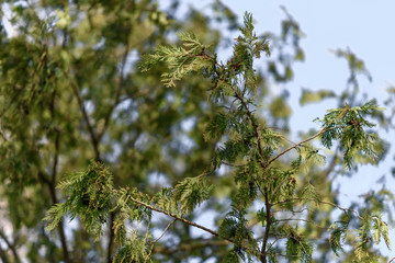 green leaves against blue sky