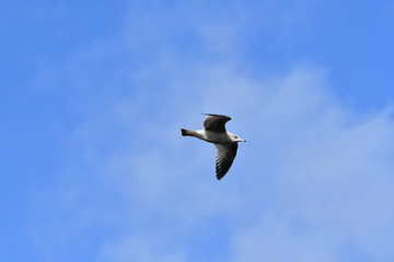 Möve