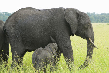 African Elephants and baby in grasslands of Lewa Conservancy, Kenya, Africa