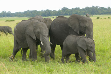 African Elephant in grasslands of Lewa Conservancy, Kenya, Africa