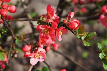 Closeup of branch with beautiful bloosoming pink flowers 