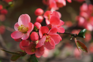 Fototapeta na wymiar Closeup of branch with beautiful bloosoming pink flowers 