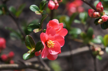 Closeup of branch with beautiful bloosoming pink flowers 