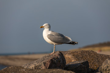 portrait of  a seagull (Laridae)
