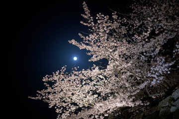 桜
夜桜
