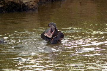 Fototapeta na wymiar Hippopotamus in pool of water with mouth opened in Masai Mara near Little Governor's camp in Kenya, Africa