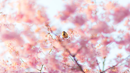 すずめ　桜