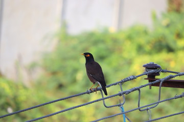 picture of male jungle myna perching on wire of electricity power,