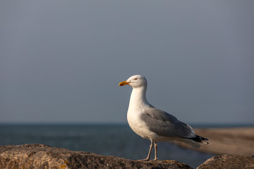 Fototapeta na wymiar portrait of a seagull (Laridae)