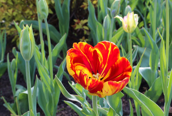 Beautiful bright tulip closeup