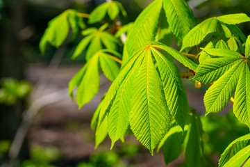 Green glowing maple  leaves with blurry background