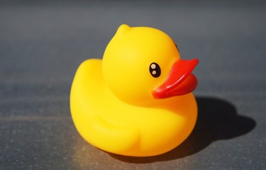 Yellow rubber duck isolated on gray background