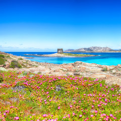 Fantastic blooming flowers on Famous La Pelosa beach with Torre della Pelosa
