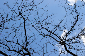 Silhouette of leafless branches and sky background