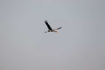 flying a Painted Stork bird