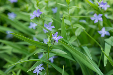 Vinca herbacea flowers blooming in the garden