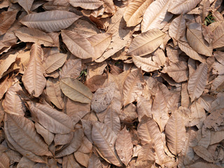 close up of a pile of dried leaves
