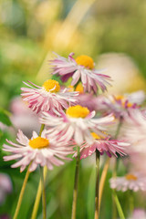 Bellis perennis flowers bloom in the spring garden © ottochka
