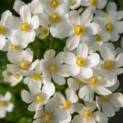 Naklejka na ściany i meble White anemone flowers close-up in the garden
