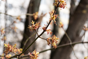 the spring bloom against the sky