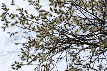 branches of a pussy-willow against the sky