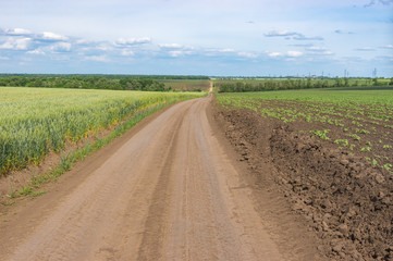 Fototapeta na wymiar Summer landscape with an earth road between young growth of sunflower and wheat fields in central Ukraine