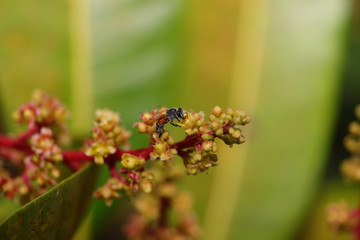 picture of The dwarf honey bee (Apis florea) gathering honey