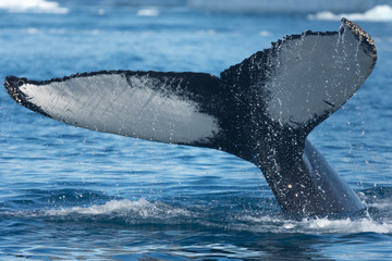 Humpback whales feeding among enormous icebergs near the mouth of the Icefjord, Ilulisaat, Disko...