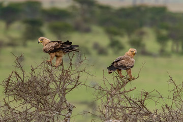Pair of Tawny Eagles sitting in the tree tops of the Masai mara
