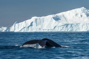 Fototapeta premium Humpback whales feeding among enormous icebergs near the mouth of the Icefjord, Ilulisaat, Disko Bay, Greenland