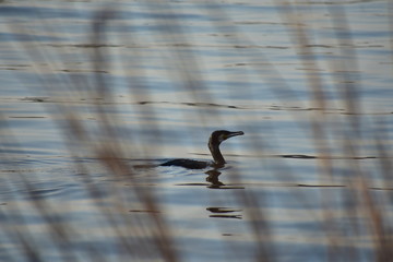 Duck swimming and reed grass in lake Wannsee water in Wannsee Berlin Germany