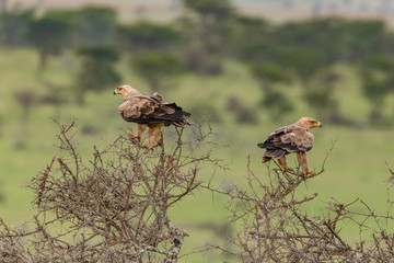 Two Tawny Eagles perched on bare tree top in the Masai mara
