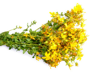Hypericum bush with yellow flowers isolated on white background for your design