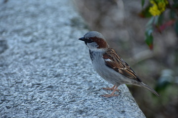 sparrow on granite in Wannsee berlin Germany