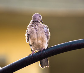 THIS IS THE PHOTO OF ORIENTAL TURTLE DOVE