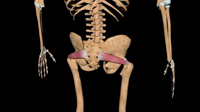 Piriformis Muscles on Skeleton