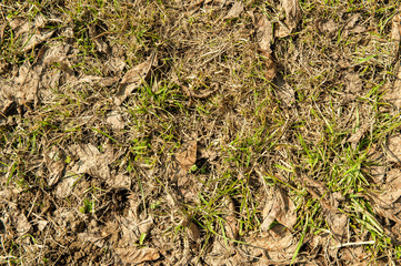 old lawn in spring in rotten castings. unmade spring lawn. last year's foliage on the grass