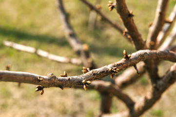 buds bloom on a branch. leaves bloom