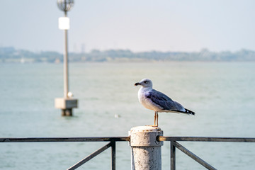 Venezia (Veneto) - Panorami e particolari della città a colori