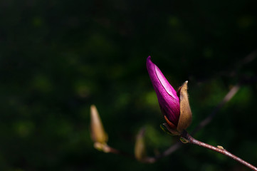 Magnolia bud