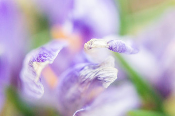 Violet tender abstract floral spring background