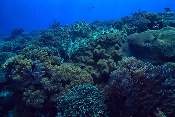 coral reef underwater / sea coral lagoon, ocean ecosystem