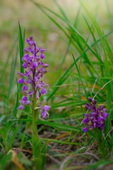 wild orchid in the woods in spring