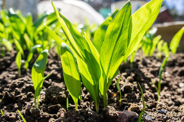 Summer green grass closeup. Large leaves. Agricultural field with plants in the sun. Background for graphic design of agro booklet.