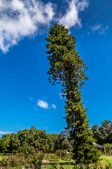 Fototapeta premium A very special tree in the Royal Botanic Garden in Sydney, New South Wales in Australia at a sunny day in summer.