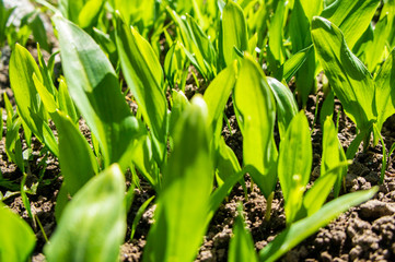 Summer green grass closeup. Large leaves. Agricultural field with plants in the sun. Background for graphic design of agro booklet.