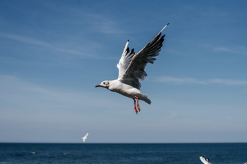 Fototapeta na wymiar White bird gull in flight in the blue sky on the coast sea in summer
